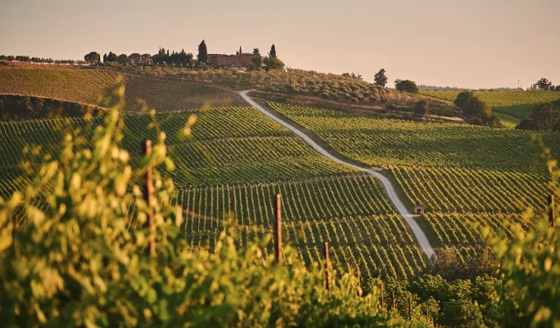 Vinícolas Italianas
