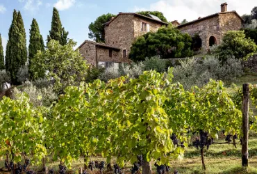 La Melina Scopetone Toscana Vinícola Italiana - La Vignola