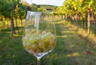 Tamellini Soave Vinícola Italiana - La Vignola