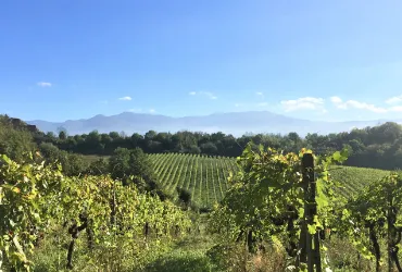 Antico Borgo La Torre Winery Tuscany Italy La Vignola