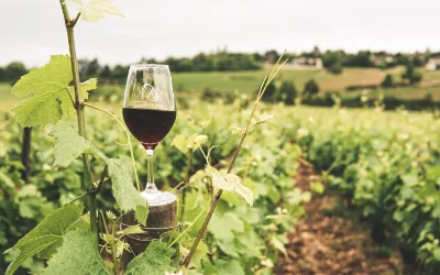 Natural Wines in Italy La Vignola