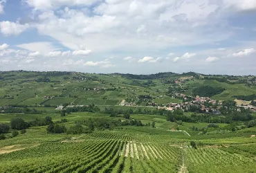 Vitea Winery Barbera Italy La Vignola
